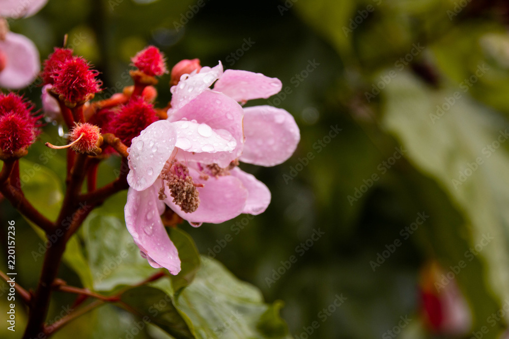 Obraz premium Pleasant drops