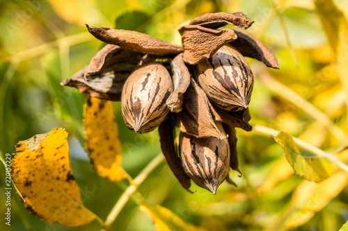 Pecan nut cluster ready for harvest with autumn leaves