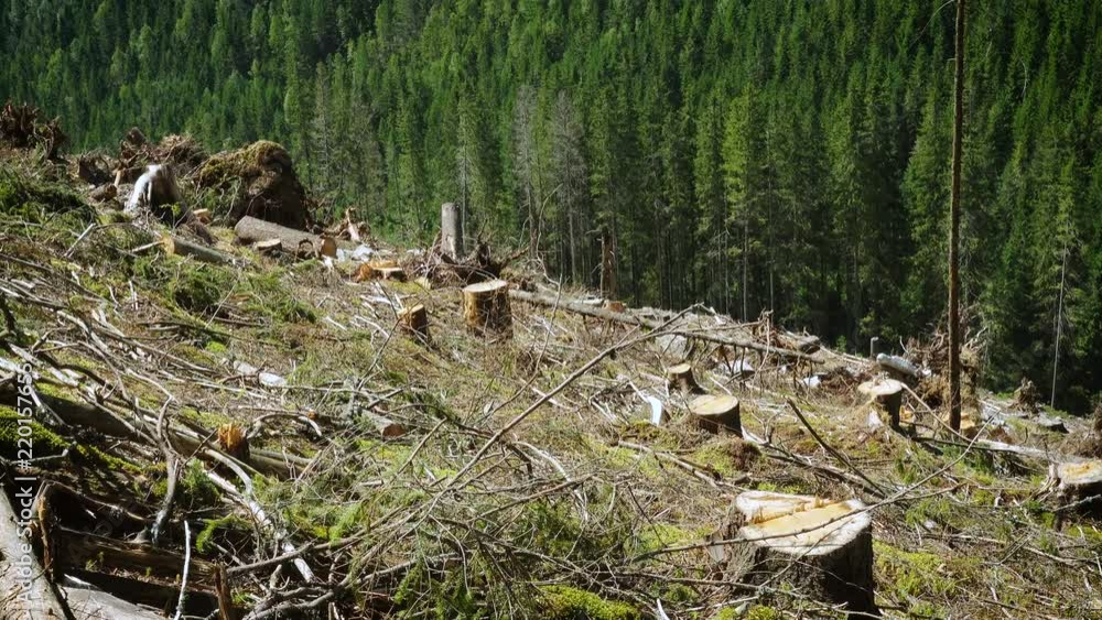 deforested hill with stumps and pine tree forest at the mountains deforested hill with stumps and pine tree forest at the mountains