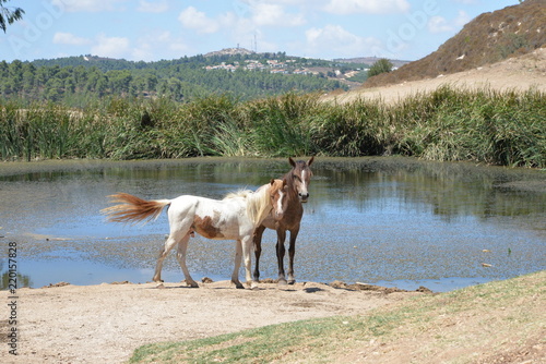 Fototapeta Naklejka Na Ścianę i Meble -  Two Horses by Pond