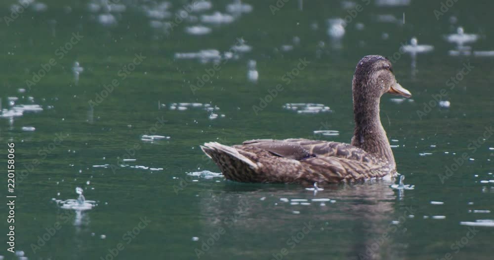 mallard duck on river while water drops falling and splashing on rainy day mallard duck on river while water drops falling and splashing on rainy day