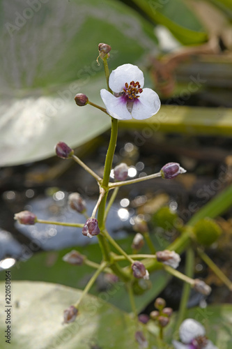 Gewöhnliches Pfeilkraut (Sagittaria sagittifolia) - arrowhead  photo