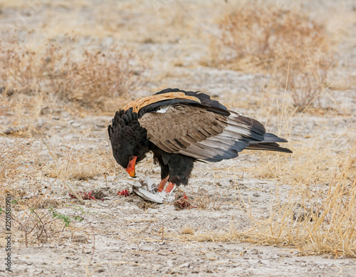 Bateleur Eagle Feeding
