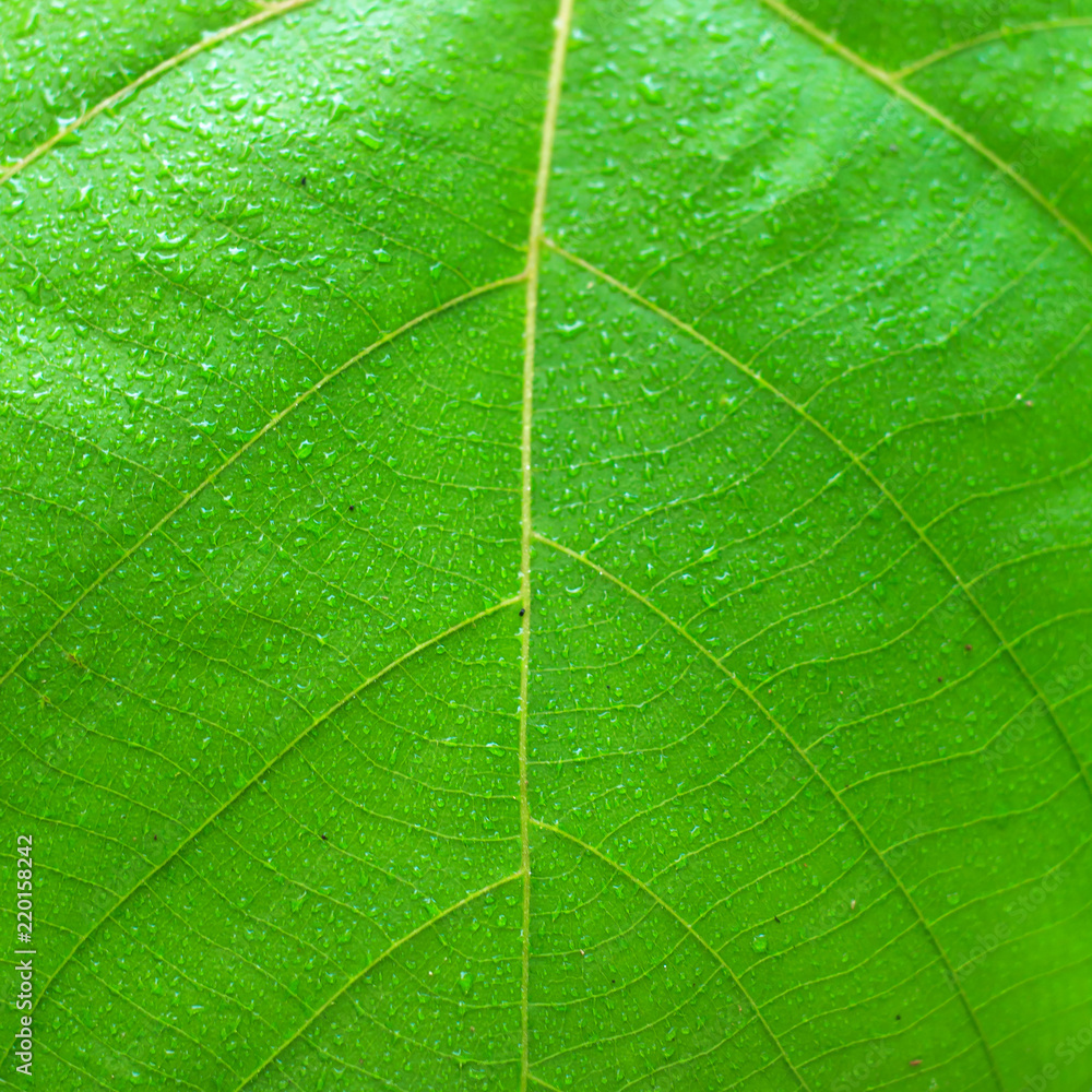 Backgrounds, leaves, green, clear, fresh morning. Backgrounds, leaves, green, clear, fresh morning.