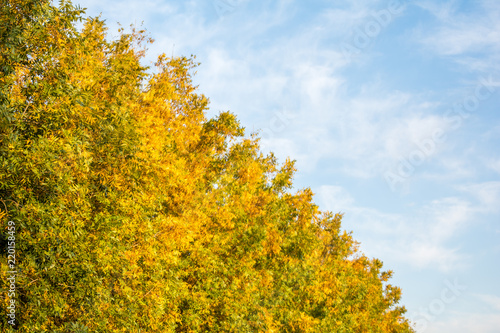Pecan Trees in Autumn