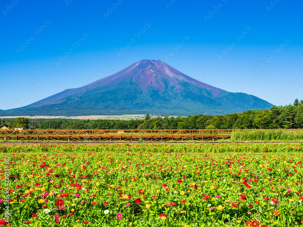 Naklejka premium 富士山と百日草の花畑