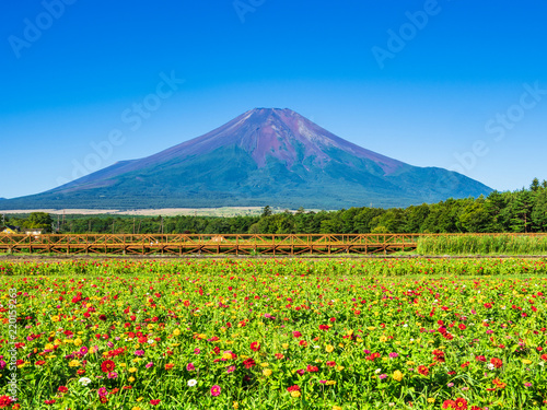 富士山と百日草の花畑