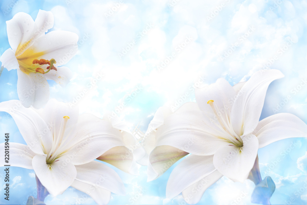 Flowers of white lilies