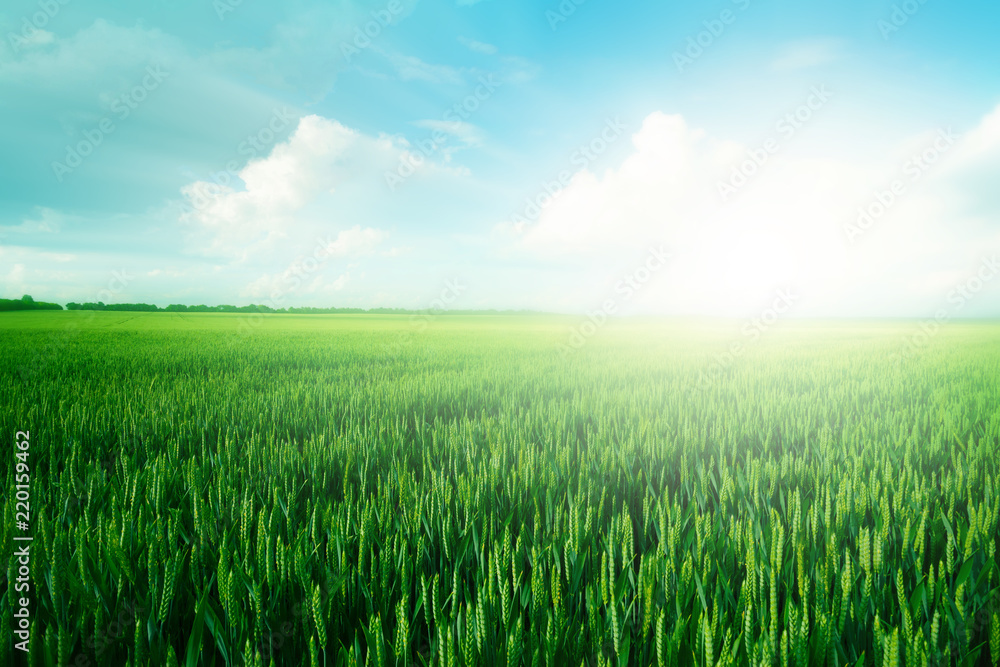 Green meadow under blue sky with clouds Green meadow under blue sky with clouds