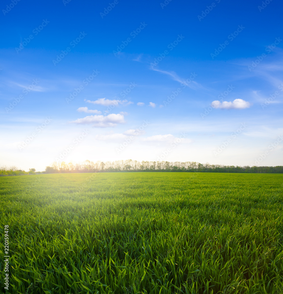 Obraz premium Green meadow under blue sky with clouds