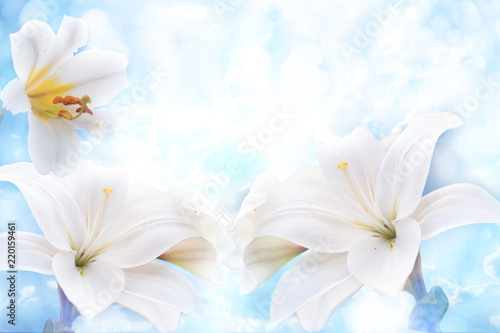 Flowers of white lilies