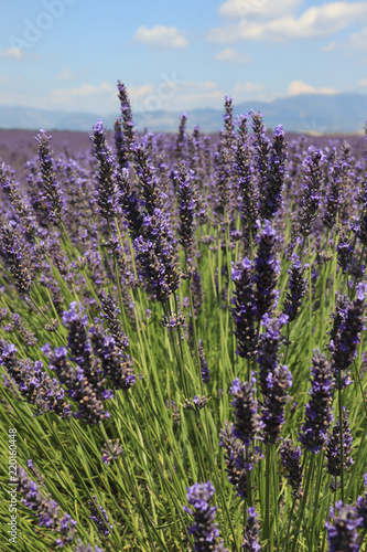 Fototapeta Naklejka Na Ścianę i Meble -  Close-up of growing violet lavender in French Provence 