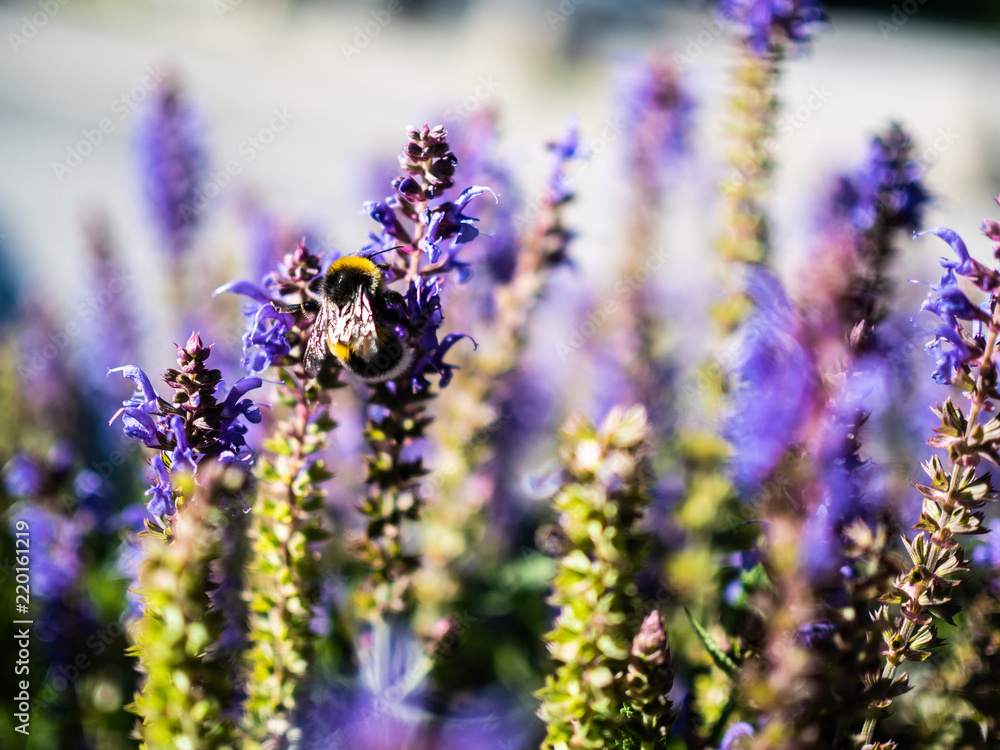 Obraz premium Flower close-up