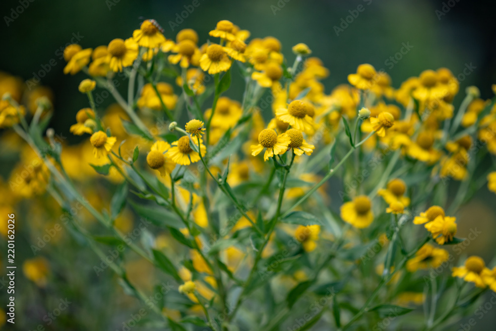 Yellow flowers at the Parris Glendening Nature Sanctuary Butterfly Garden in Lothian Maryland Anne Arundel County Southern Maryland USA Yellow flowers at the Parris Glendening Nature Sanctuary Butterfly Garden in Lothian Maryland Anne Arundel County Southern Maryland USA