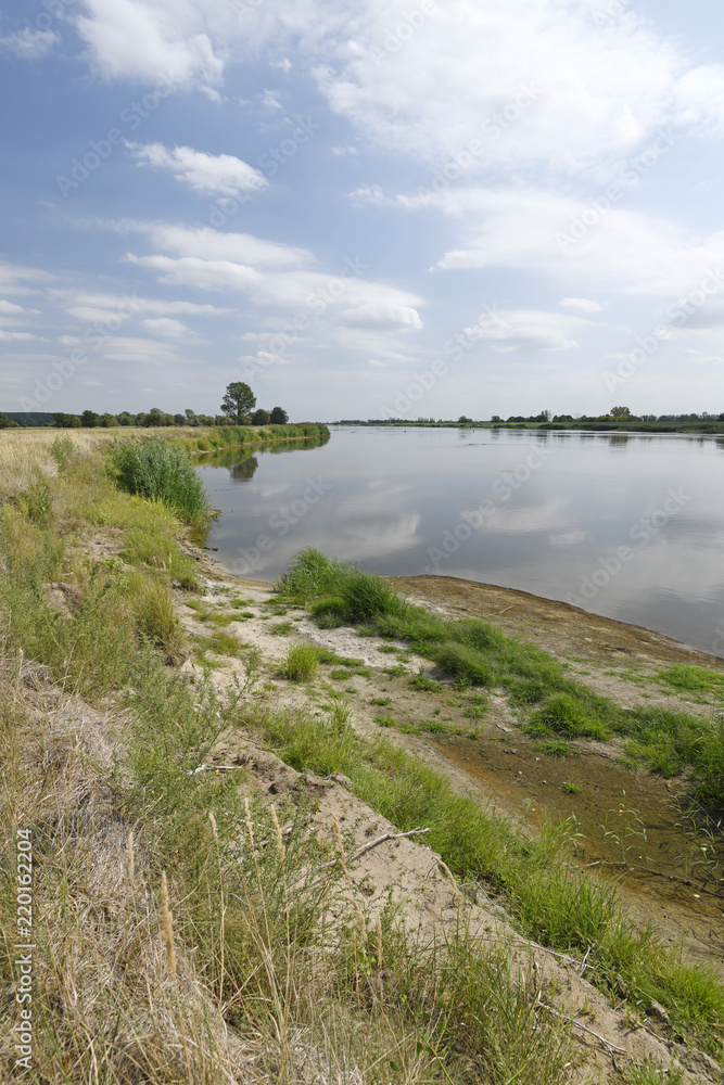Ufer der Oder im Natura 2000 Gebiet "Dolna Odra" / Nationalpark Unteres Odertal / Polen - obrazy, fototapety, plakaty 