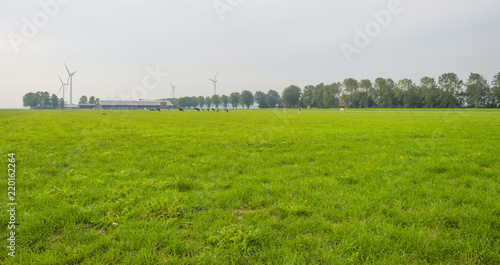 Herd of cows in a green meadow in sunlight in summer