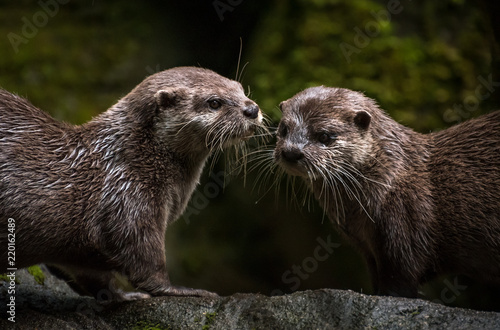 Pair of Otters