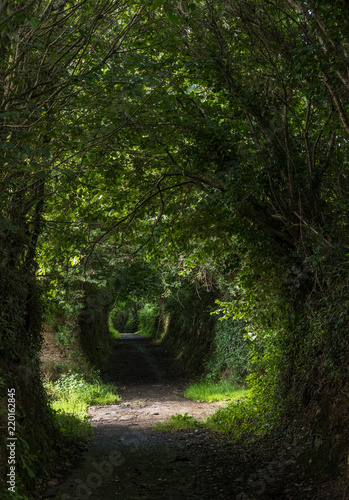 Dark shady lane in the English countryside