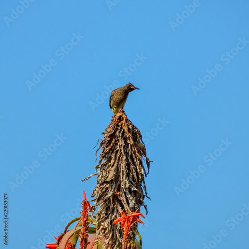 Cape Bulbul photo