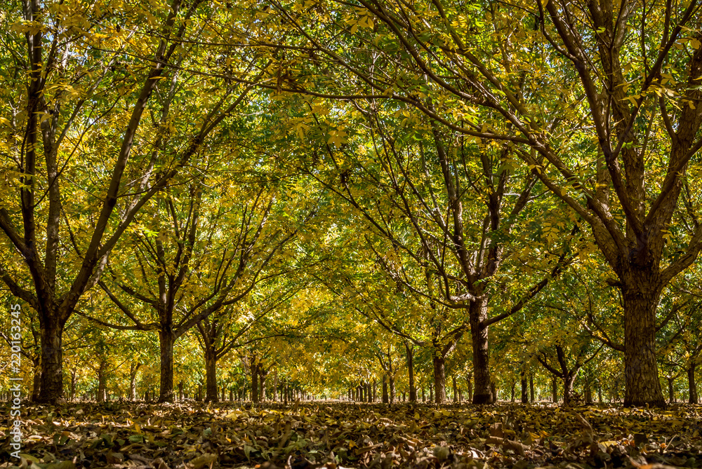 Autumn Pecan tree orchard