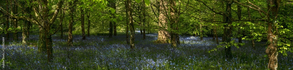Bluebell wood panorama