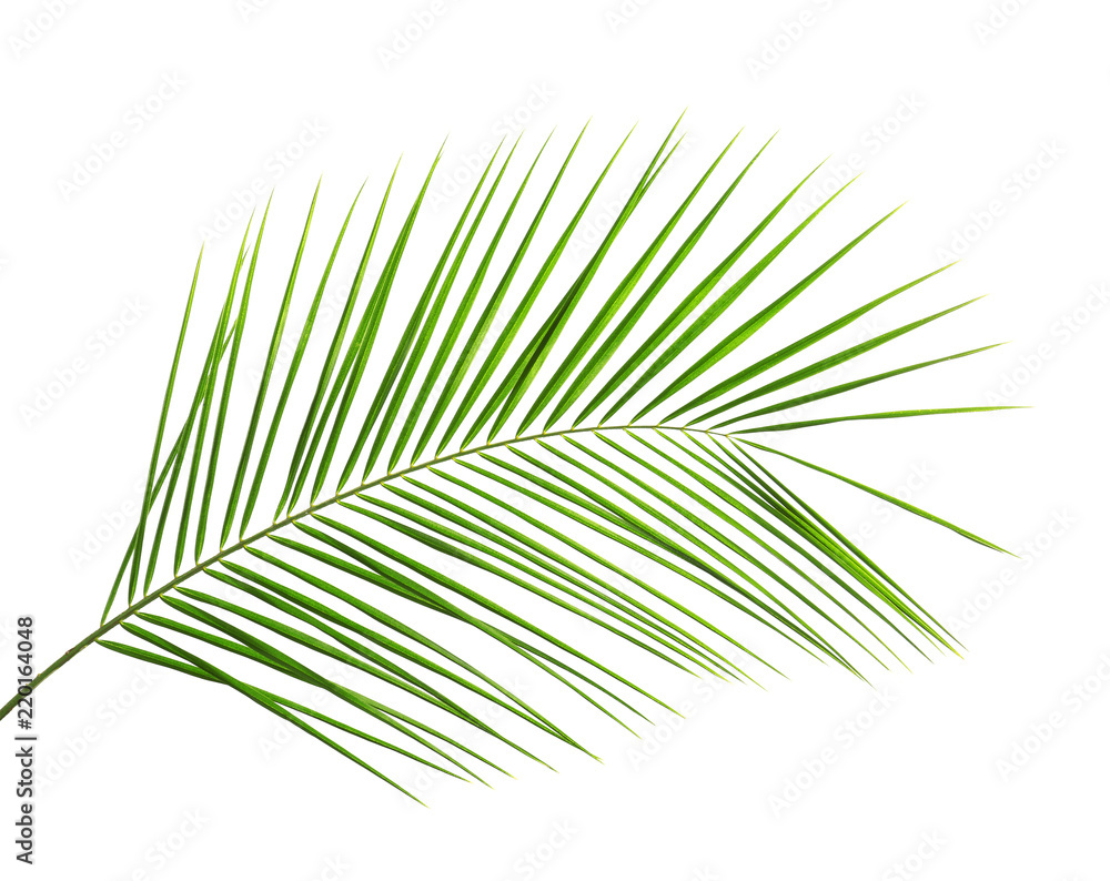 Obraz premium Fresh tropical date palm leaf on white background
