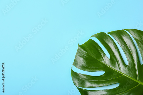 Fresh tropical monstera leaf on color background, top view