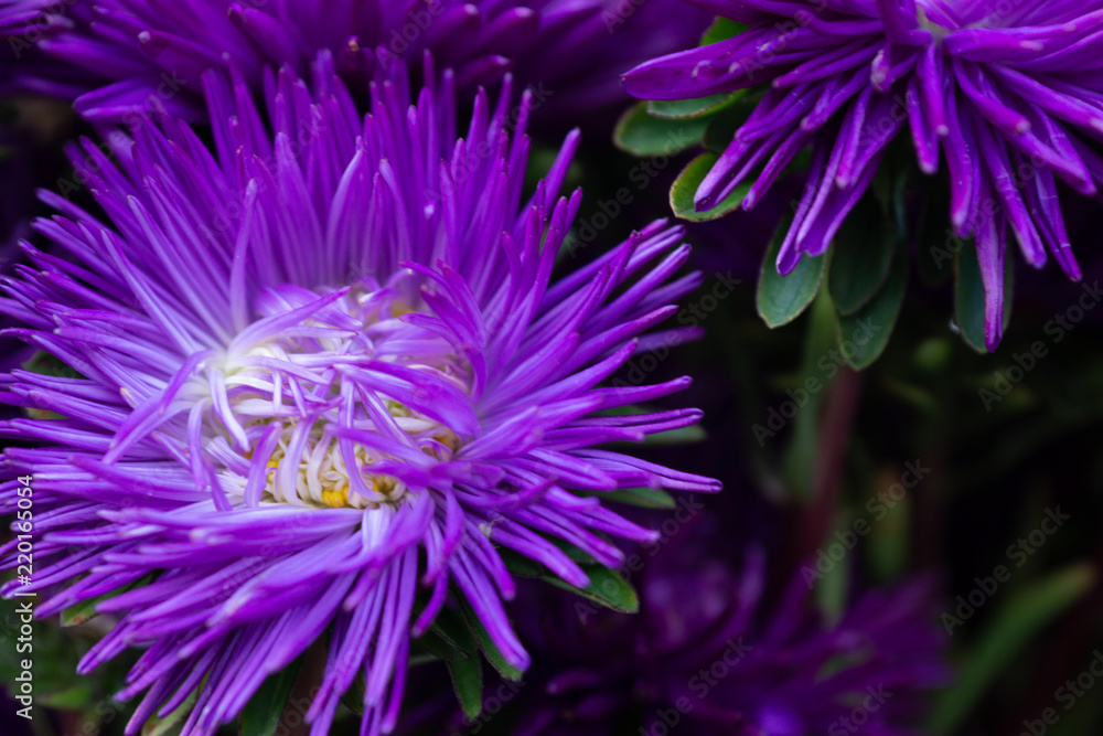 Fototapeta premium Beautiful Summer Flowers