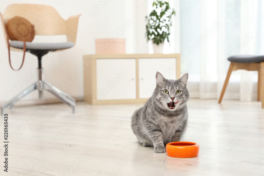 Adorable cat near bowl of food indoors. Pet care - obrazy, fototapety, plakaty 