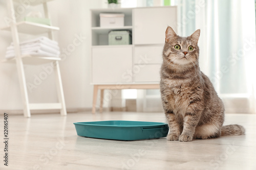 Fototapeta Naklejka Na Ścianę i Meble -  Adorable grey cat near litter box indoors. Pet care