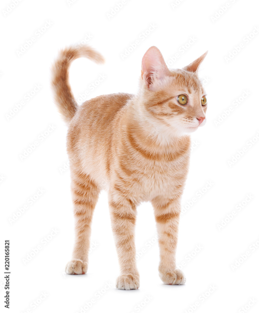 Adorable yellow tabby cat on white background