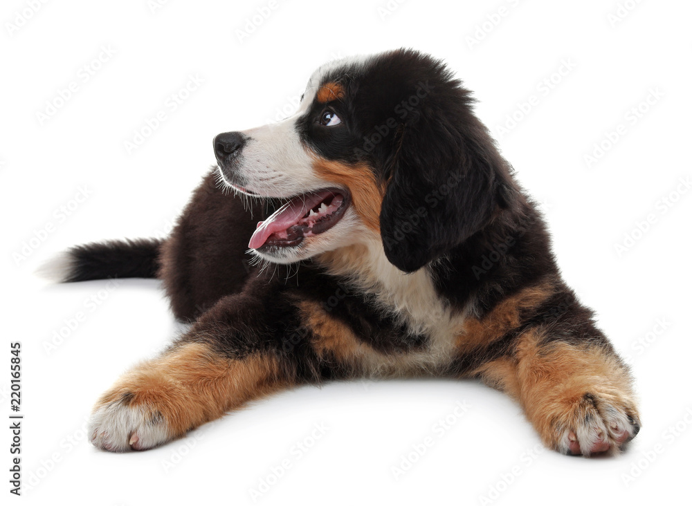 Adorable Bernese Mountain Dog puppy on white background