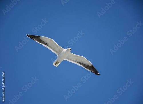 Cape Gull In Flight