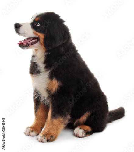 Adorable Bernese Mountain Dog puppy on white background