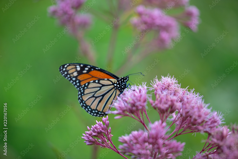 Naklejka premium Monarch butterfly on Joe Pye Weed flowers at the Parris Glendening Nature Sanctuary Butterfly Garden in Lothian Anne Arundel County Southern Maryland USA