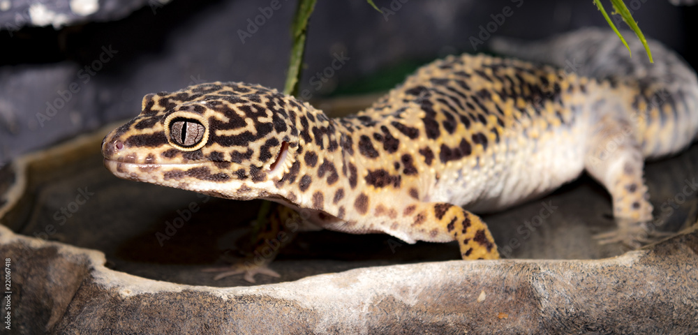 Leopard Gekko Leopard Gekko