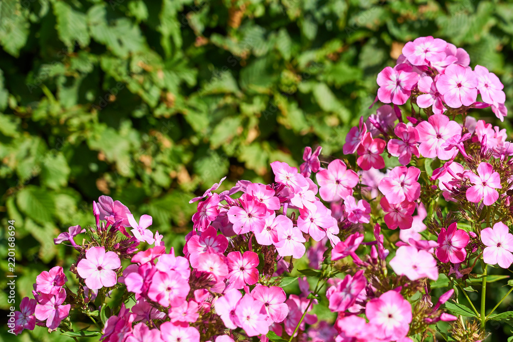 Pink flowers with blurred background. Pink flowers with blurred background.
