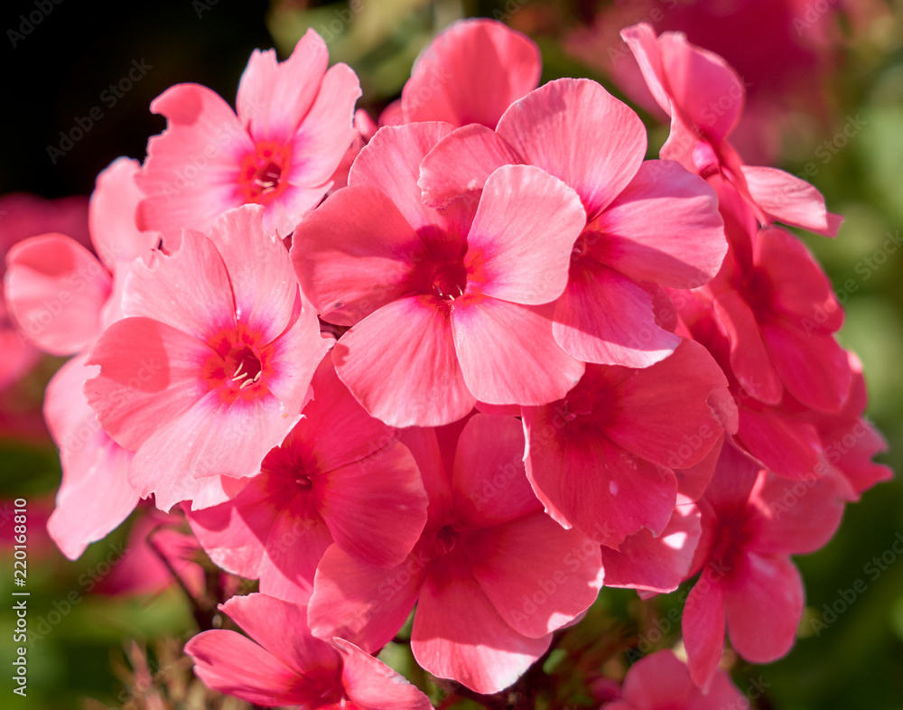 Branch of pink flowers.