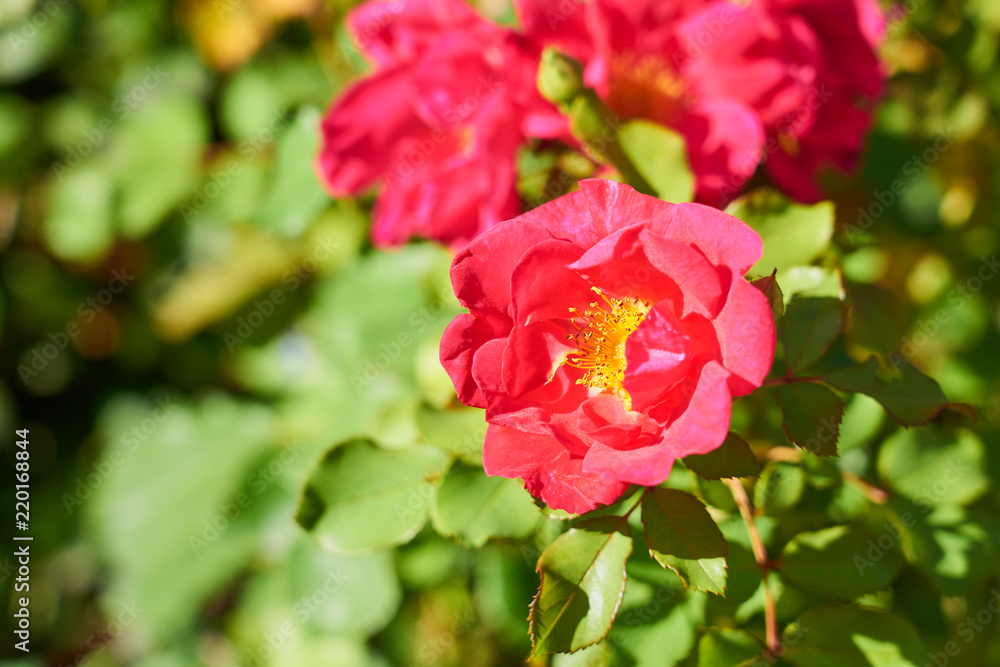                               Red flowers on a bush in sunlight with blurred background. Copy space. 