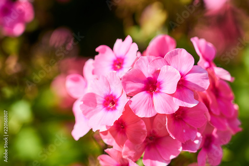 A branch of pink flowers with blurred background. Copy space.