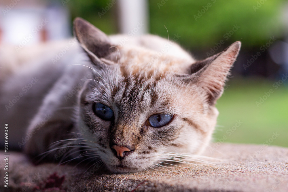 Naklejka premium Niebieskooki kotek