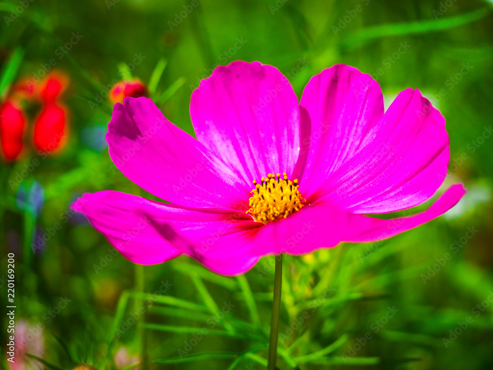 Flower close-up Flower close-up