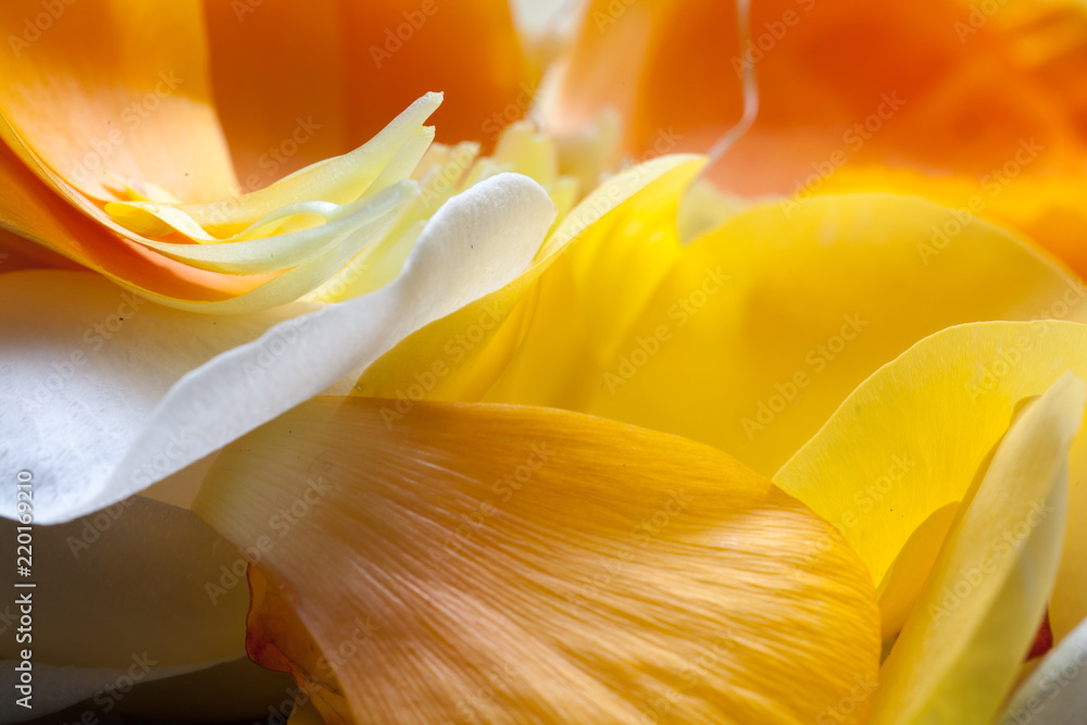 Orangene und weiße Tulpe Blüte - obrazy, fototapety, plakaty 
