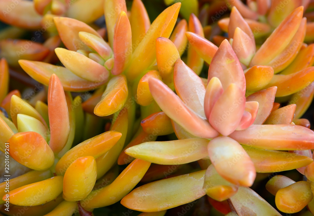Obraz premium Sedum nussbaumerianum (Coppertone Stonecrop) succulent plants in tropical garden of Tenerife,Canary Islands,Spain.Selective focus.