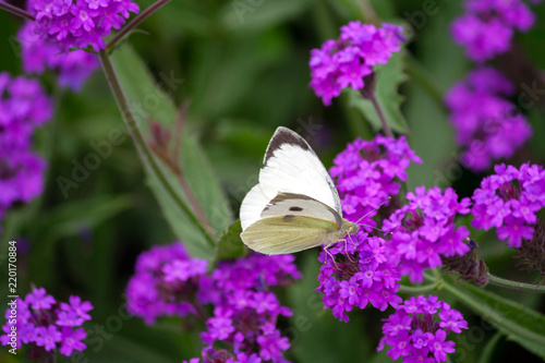 Pieris brassicae, white big butterfly close-up sits on a plant Verbena rigida,slender vervain,tuberous vervain,  lilac bright flower on a background of green leaves,daylight photo