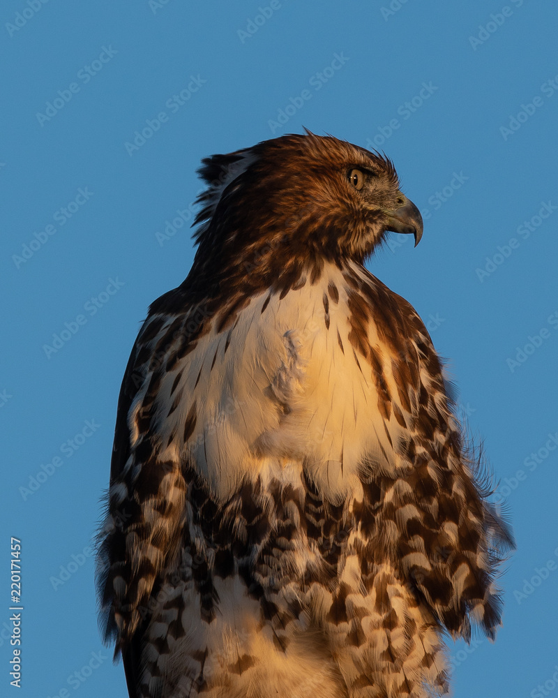 Obraz premium Red-tailed hawk, seen in the wild in North California (Silicon Valley) 