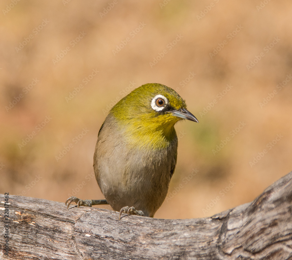 Fototapeta premium Cape White-eye