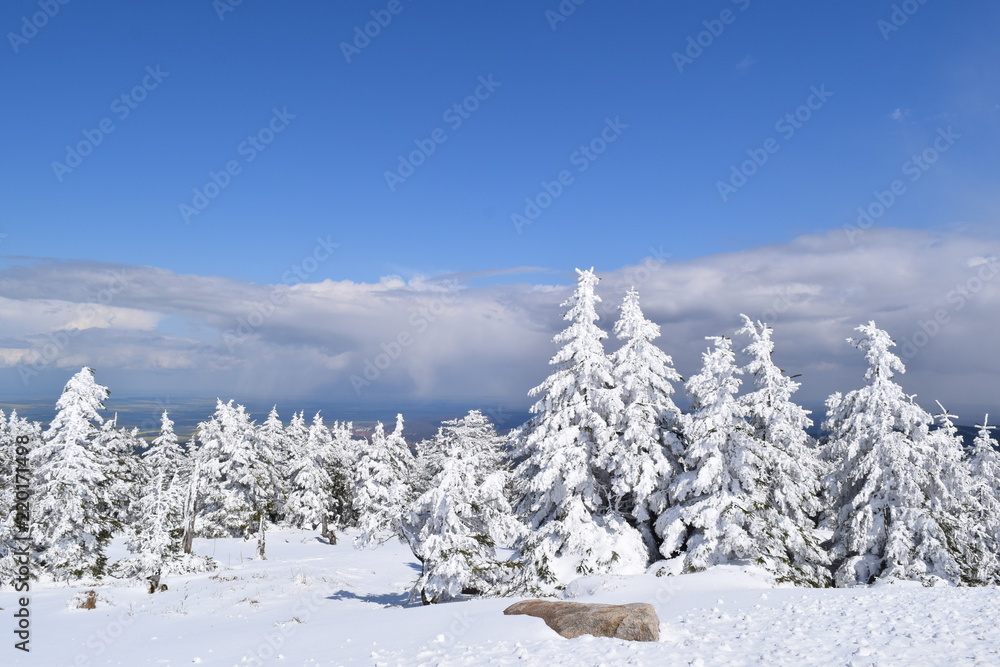 Bergwald im Winter Bergwald im Winter