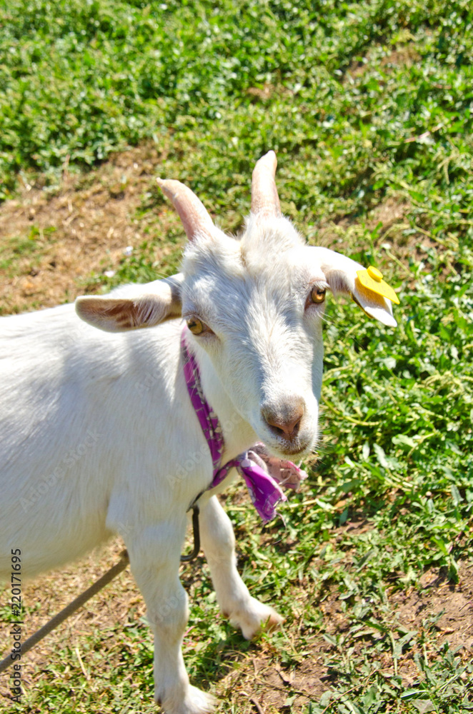 white little goat in the meadow tied with a tag white little goat in the meadow tied with a tag