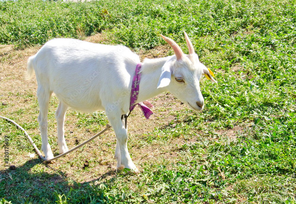 white little goat in the meadow tied with a tag white little goat in the meadow tied with a tag